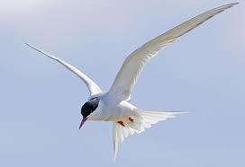 arctic tern in flight